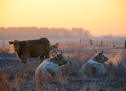 Supplying the World with Sustainable Beef