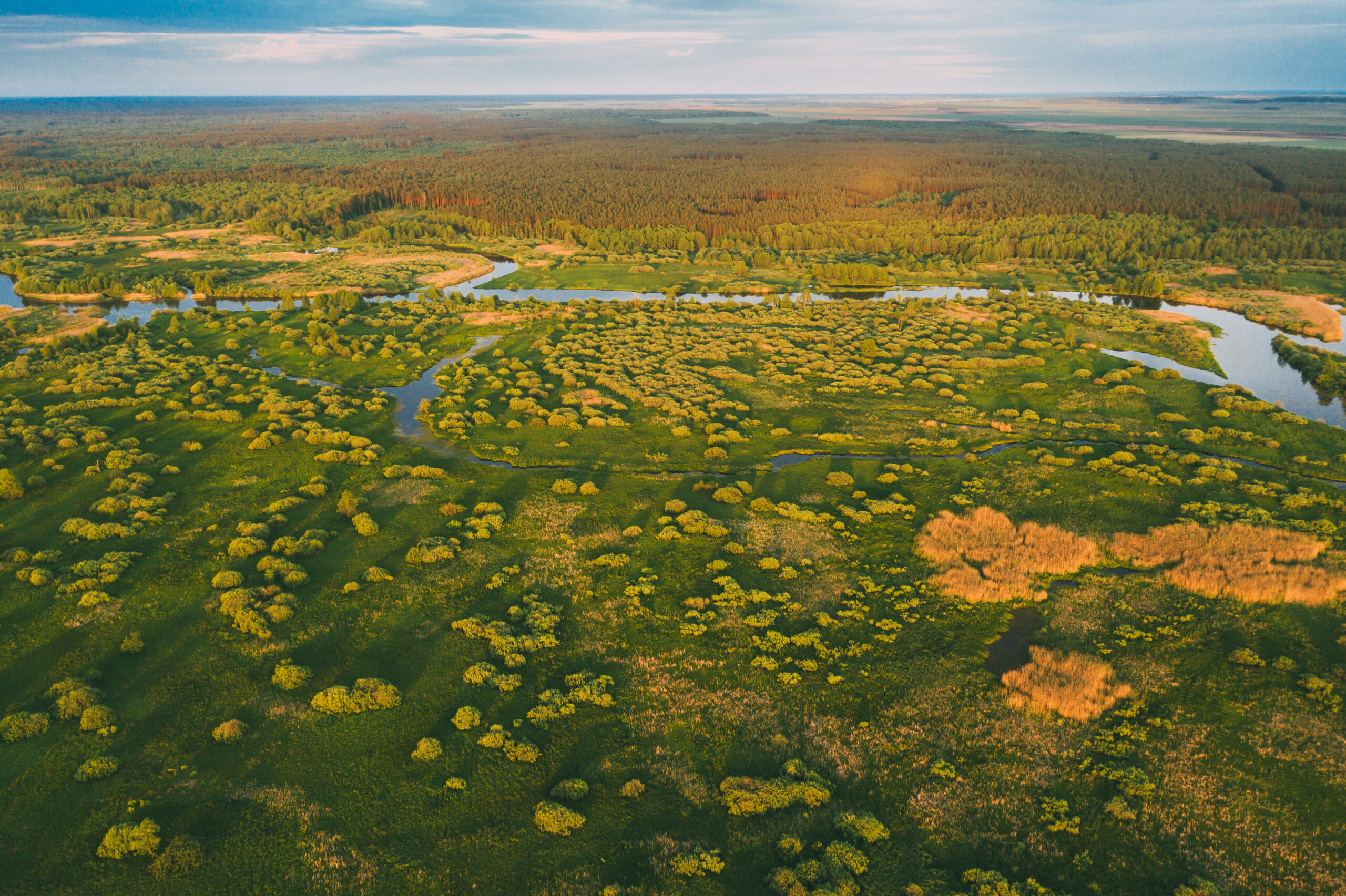 Chaco Forest 