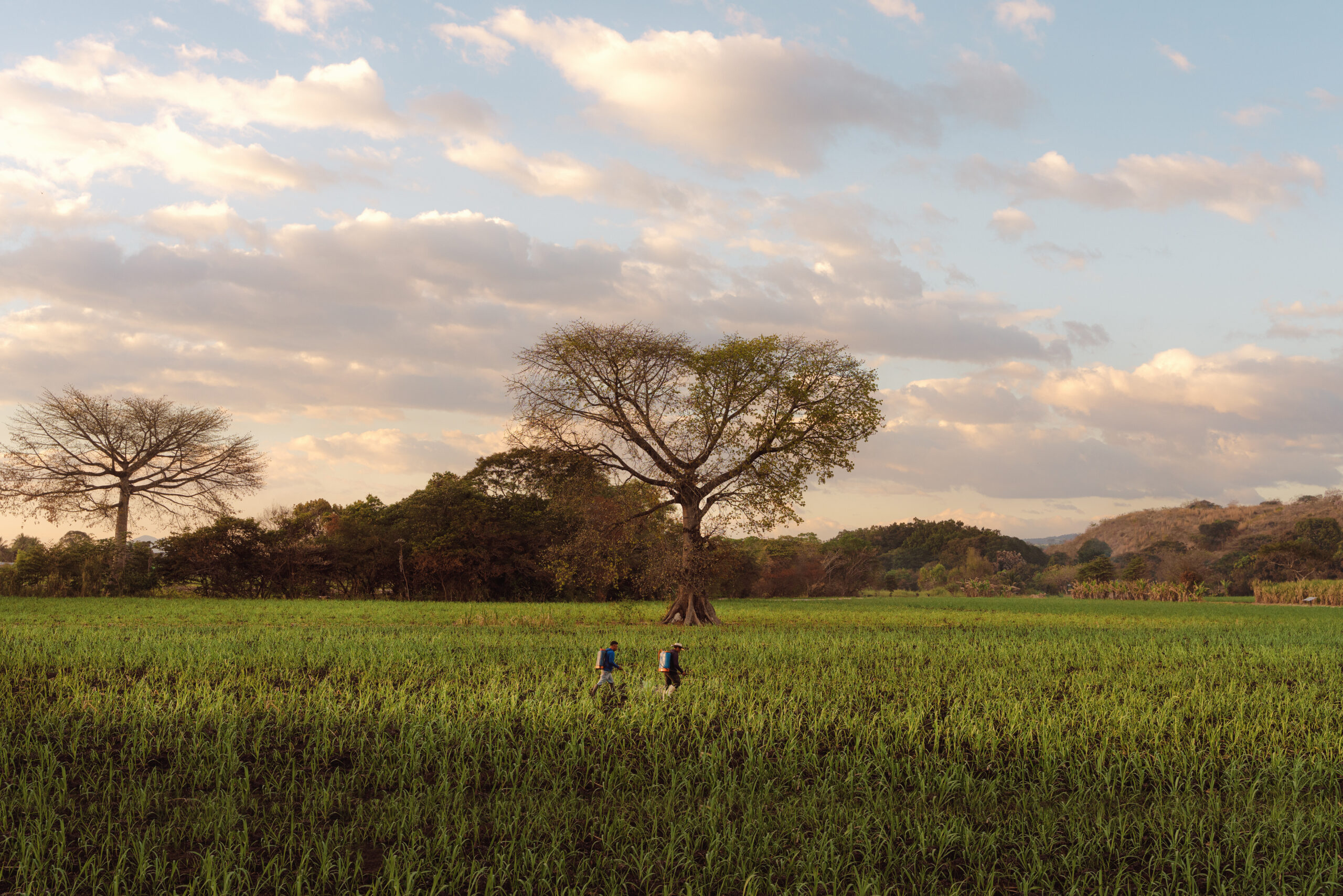 Agroforestry