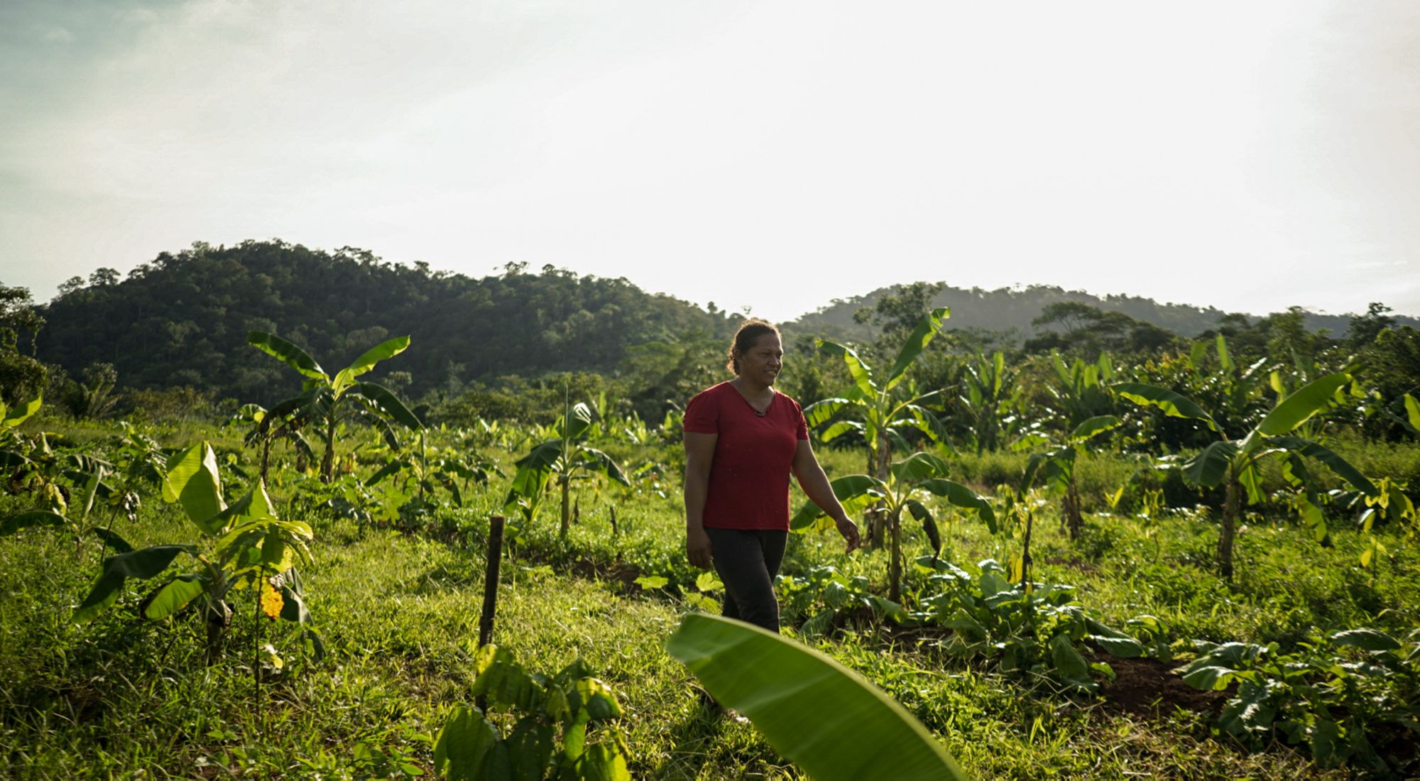 Agroforestry