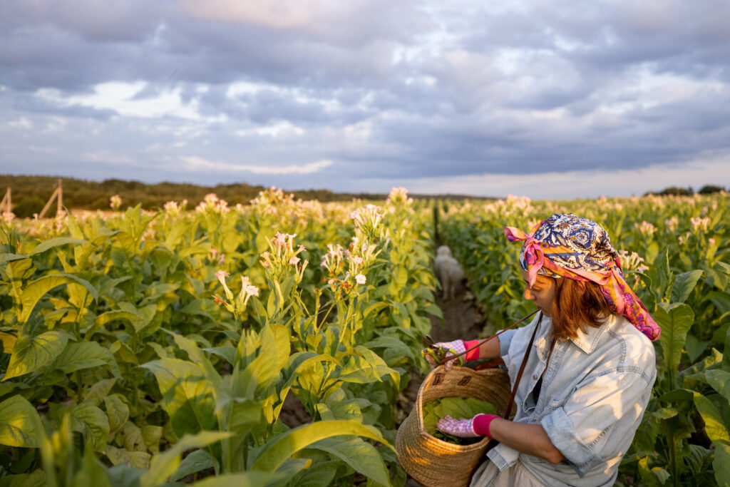 Agroforestry