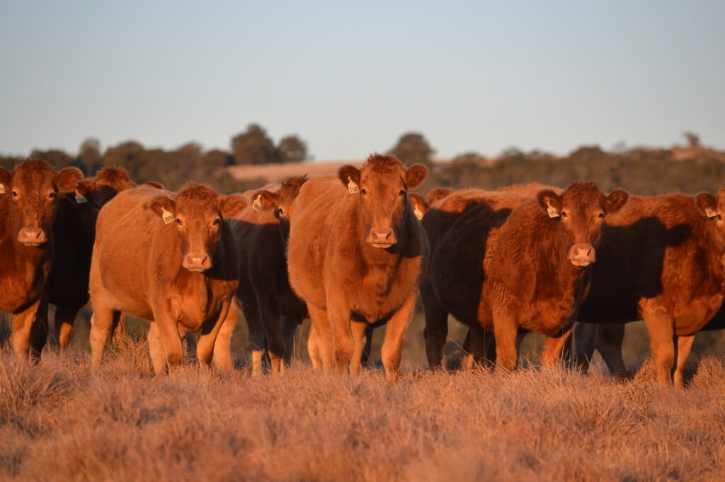 Grass-Fed Beef