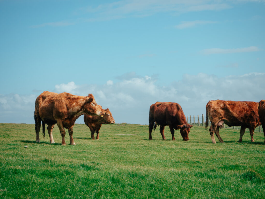 Grass-Fed Beef