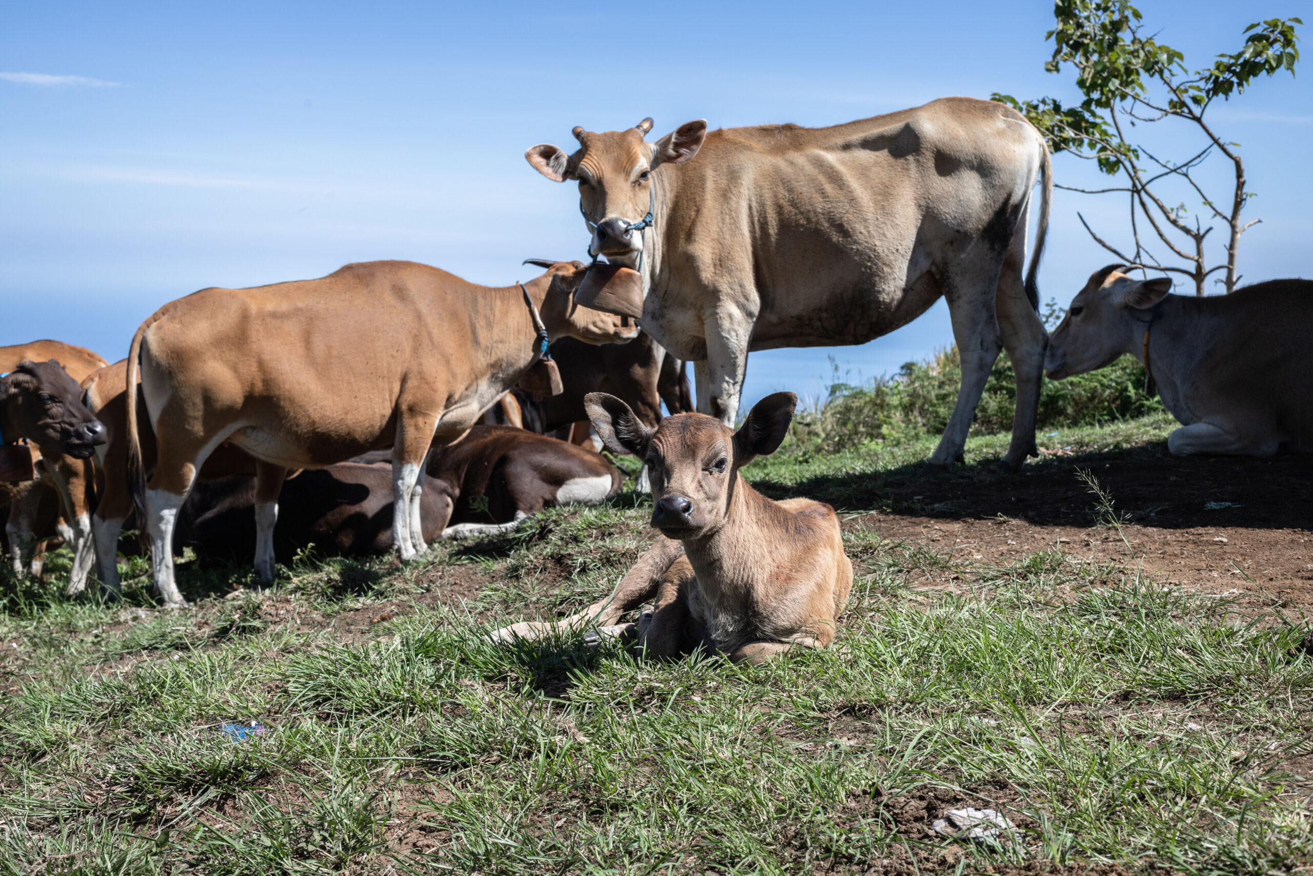 Grass-Fed Beef