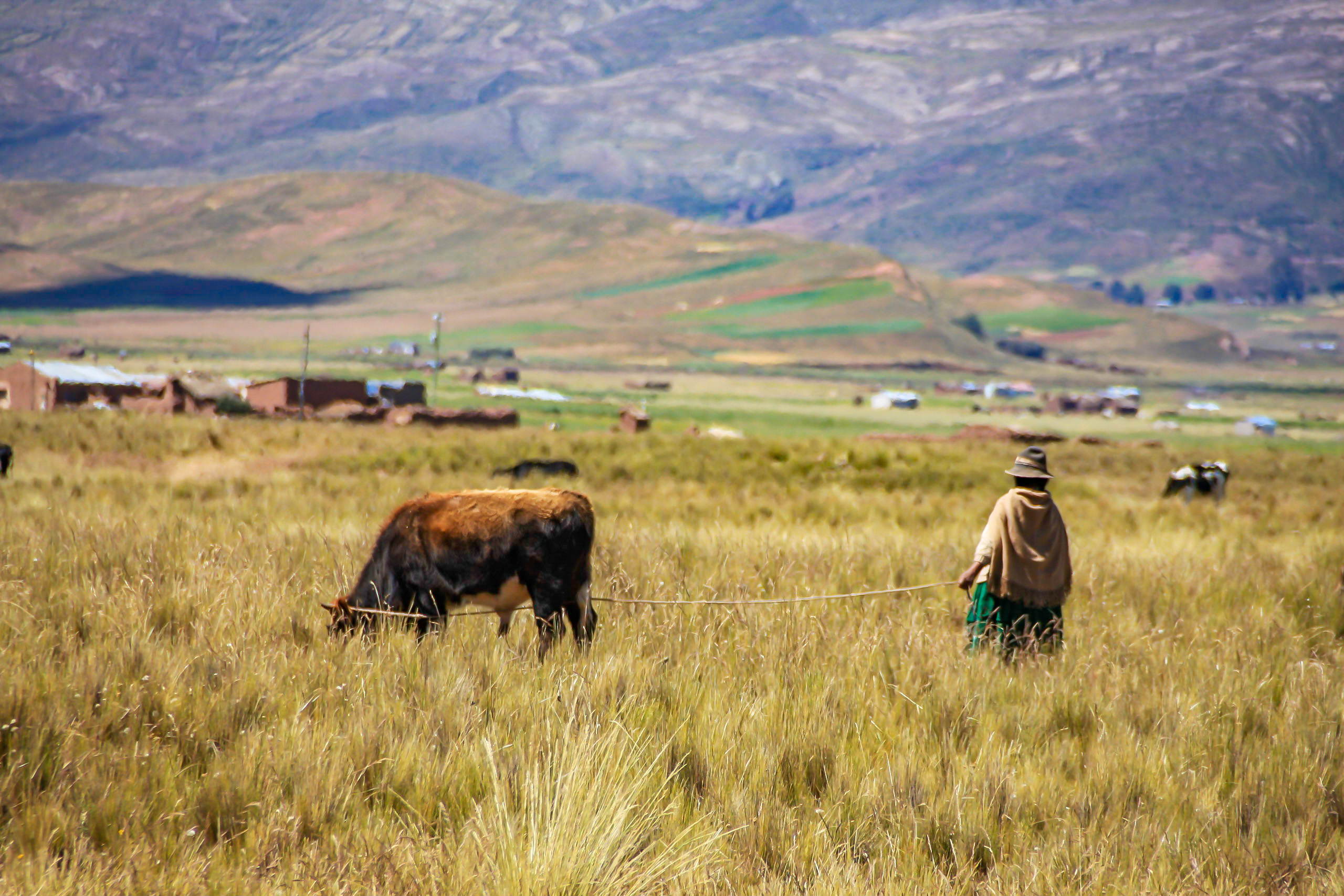 Grasslands